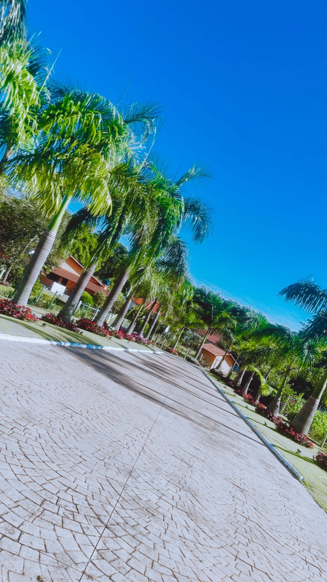 Alameda de palmeiras