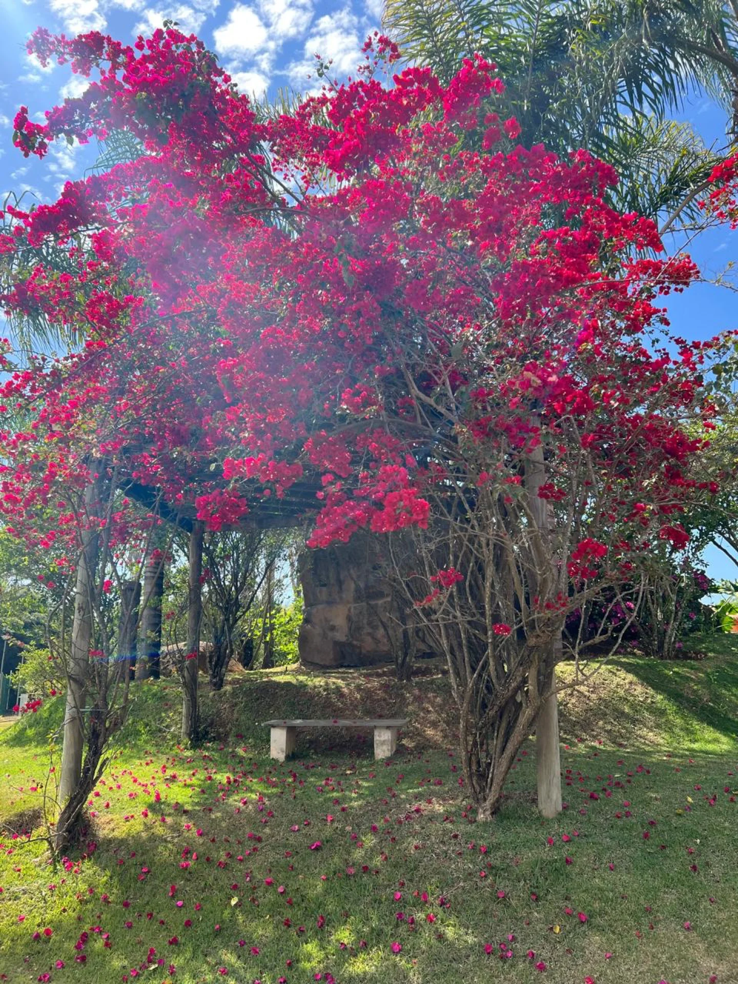 Bougainville com banco