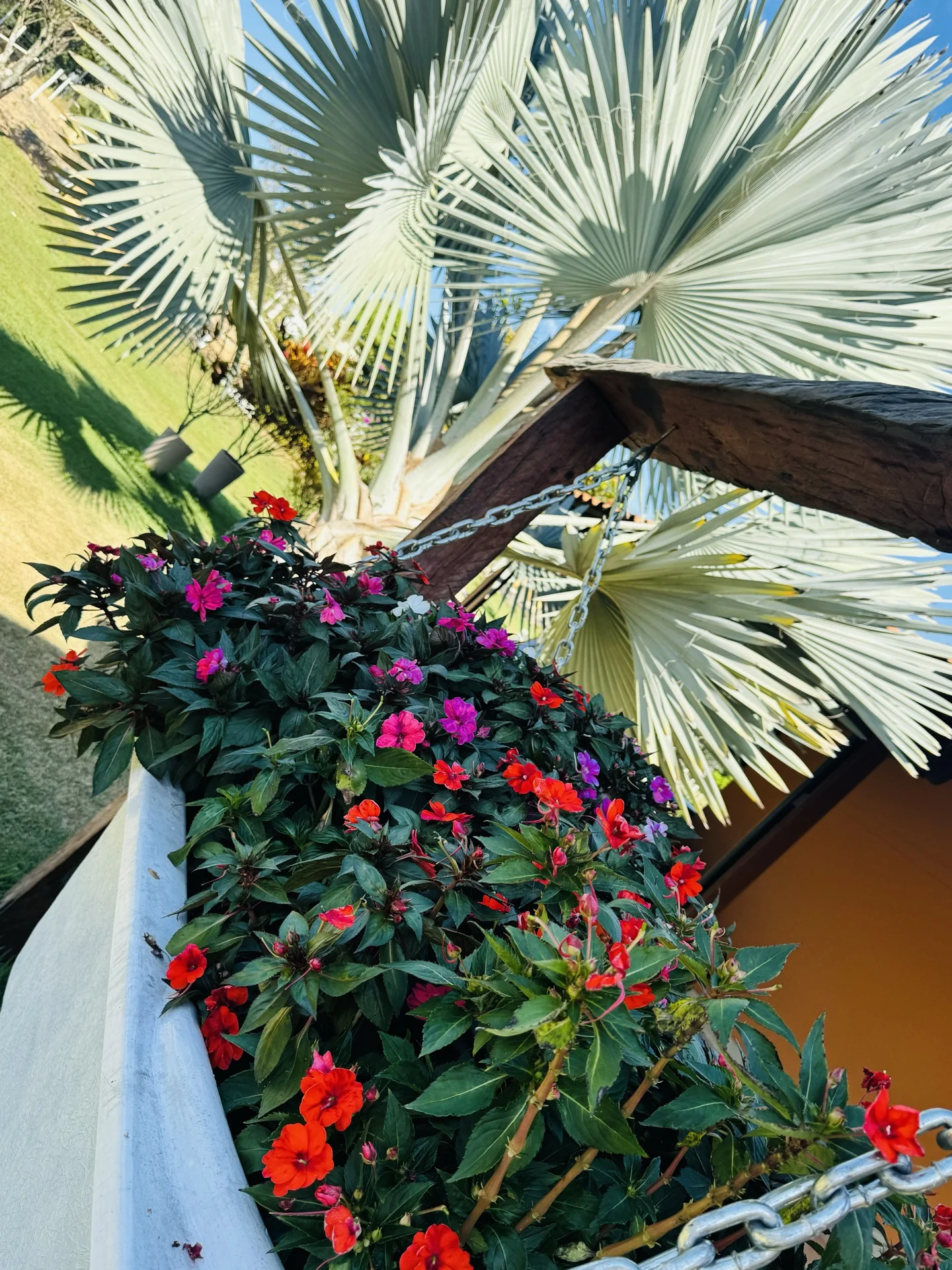 Flores e palmeira azul