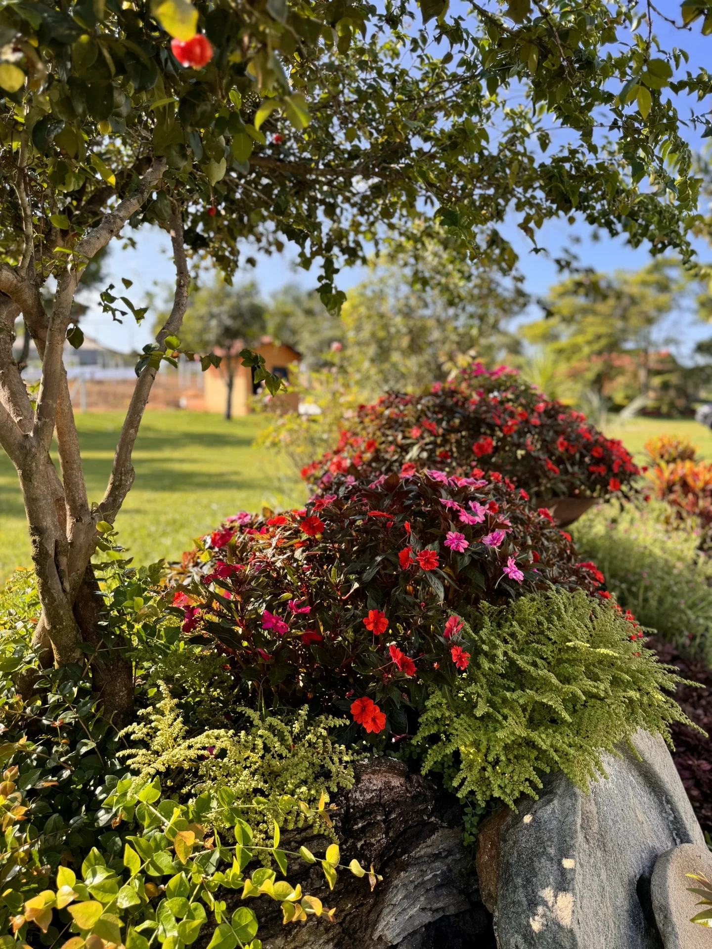 Jardim com romãzeira