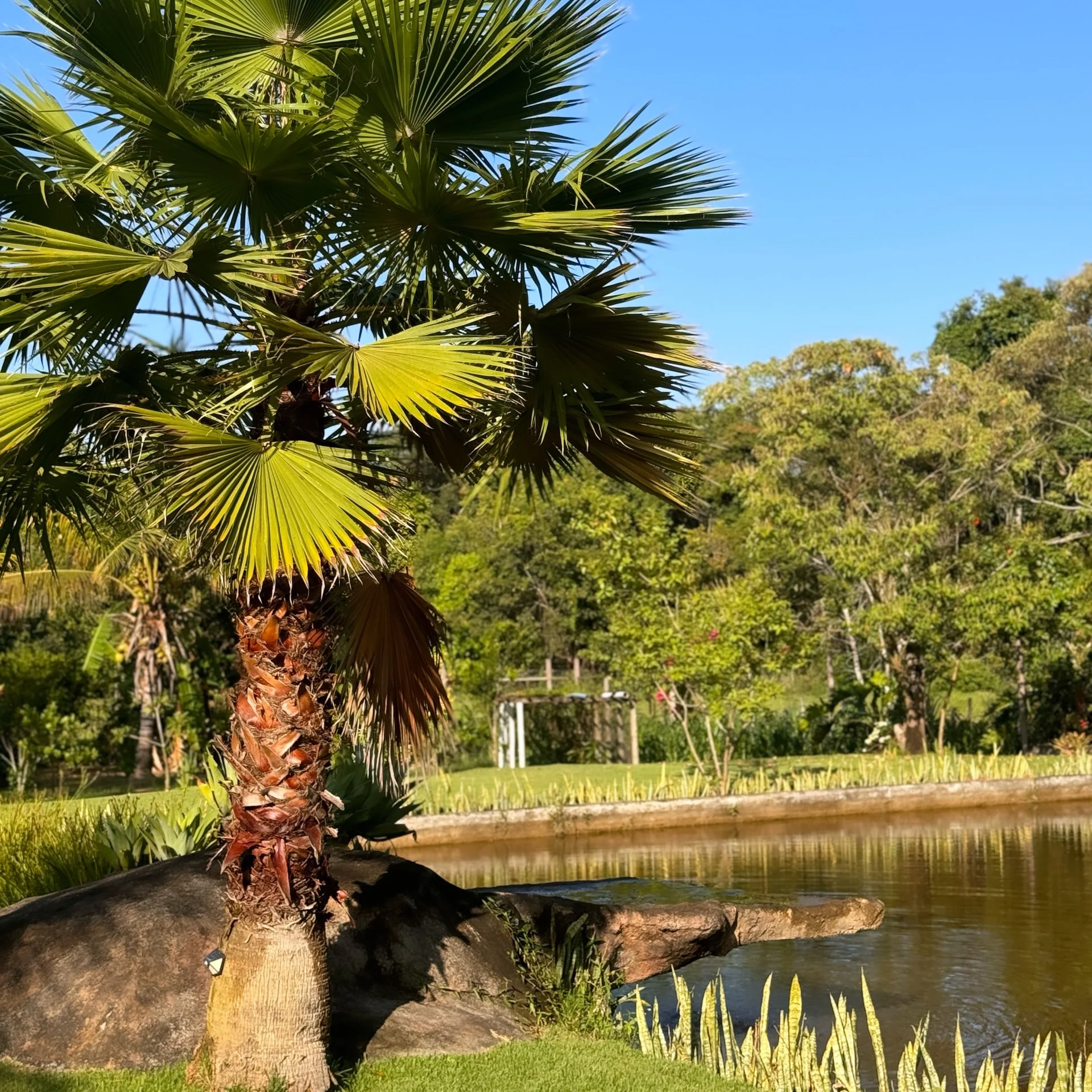 Lago com palmeira