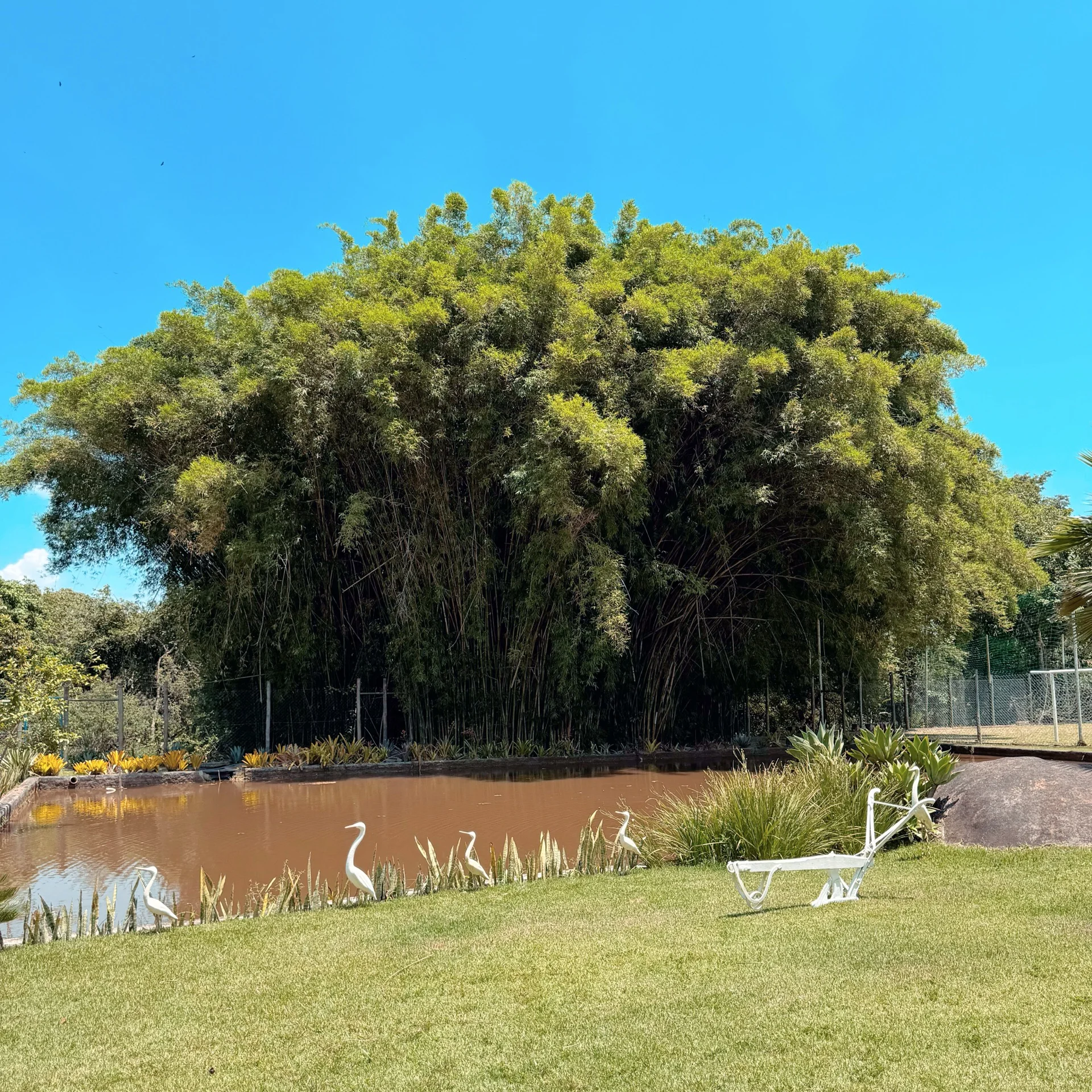 Lago com pássaros decorativos