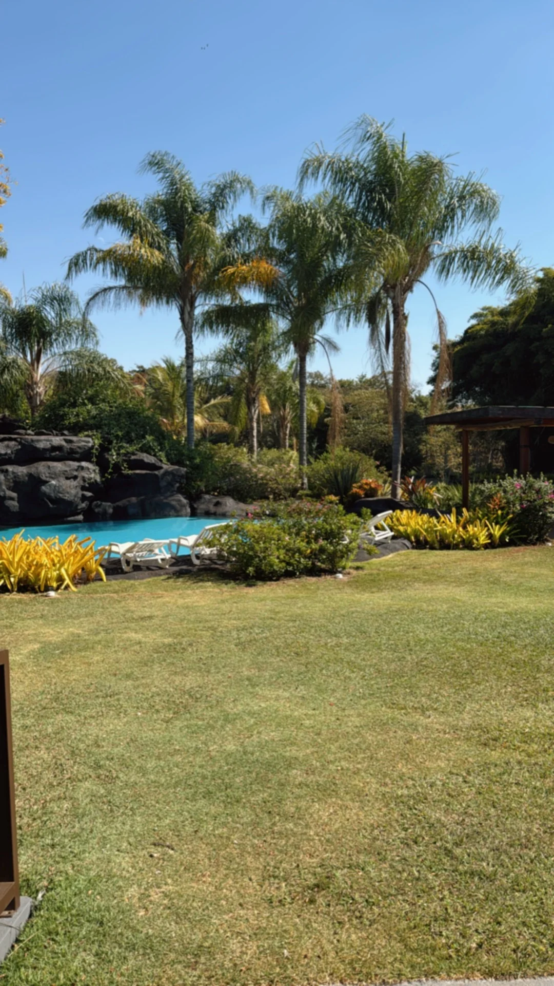 Piscina com palmeiras